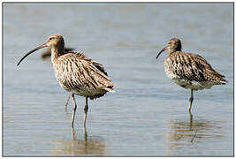 Eurasian Curlew