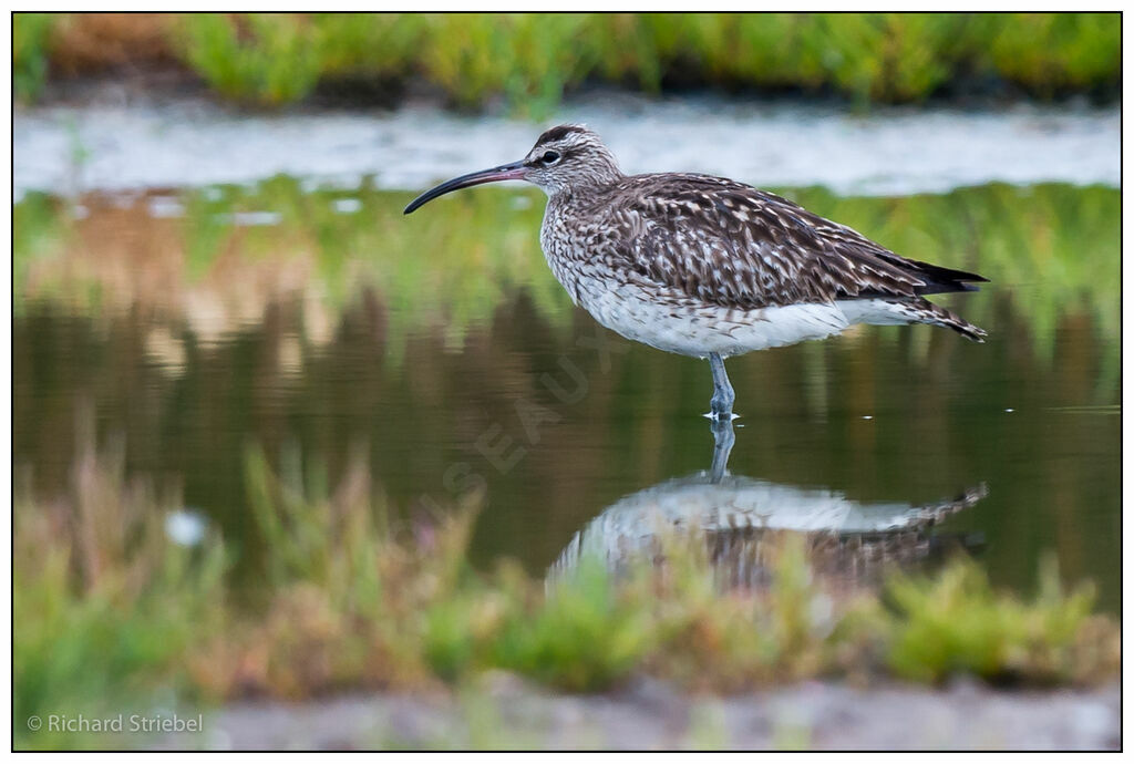 Whimbrel