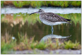 Eurasian Whimbrel