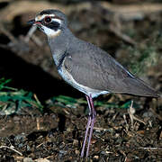 Bronze-winged Courser