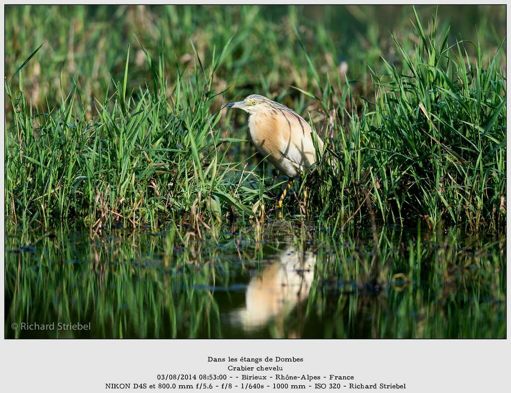 Squacco Heron