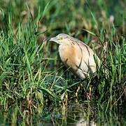 Squacco Heron