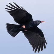 Red-billed Chough