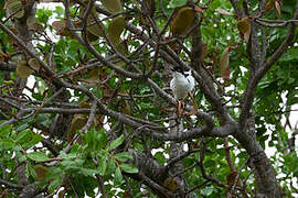 Black-backed Puffback