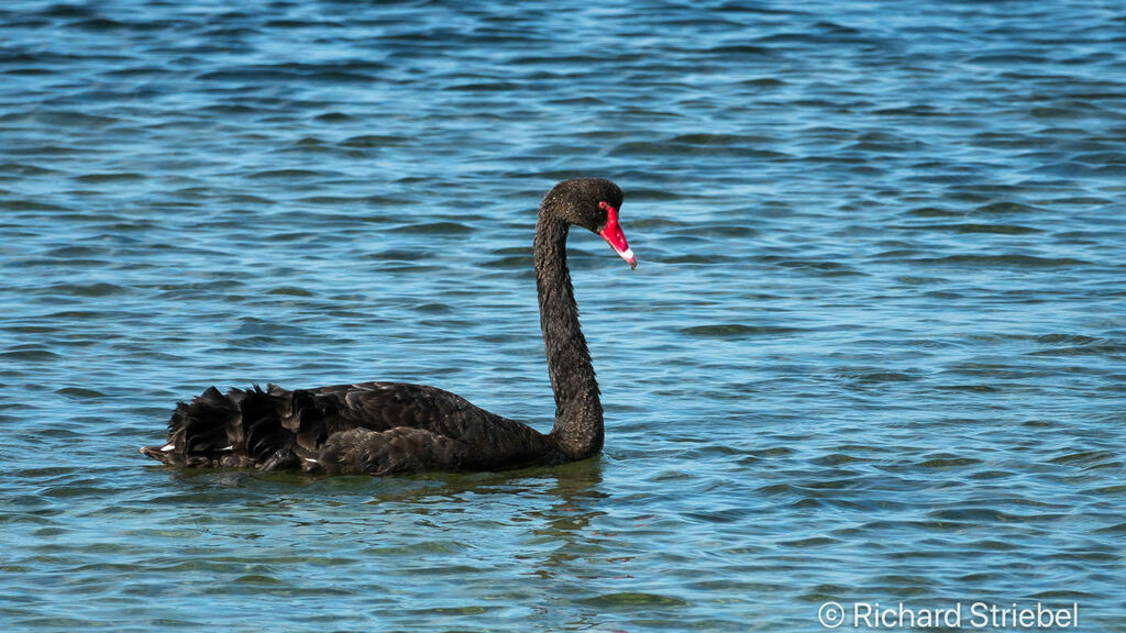 Cygne noir