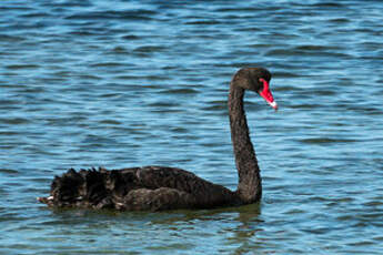 Cygne noir