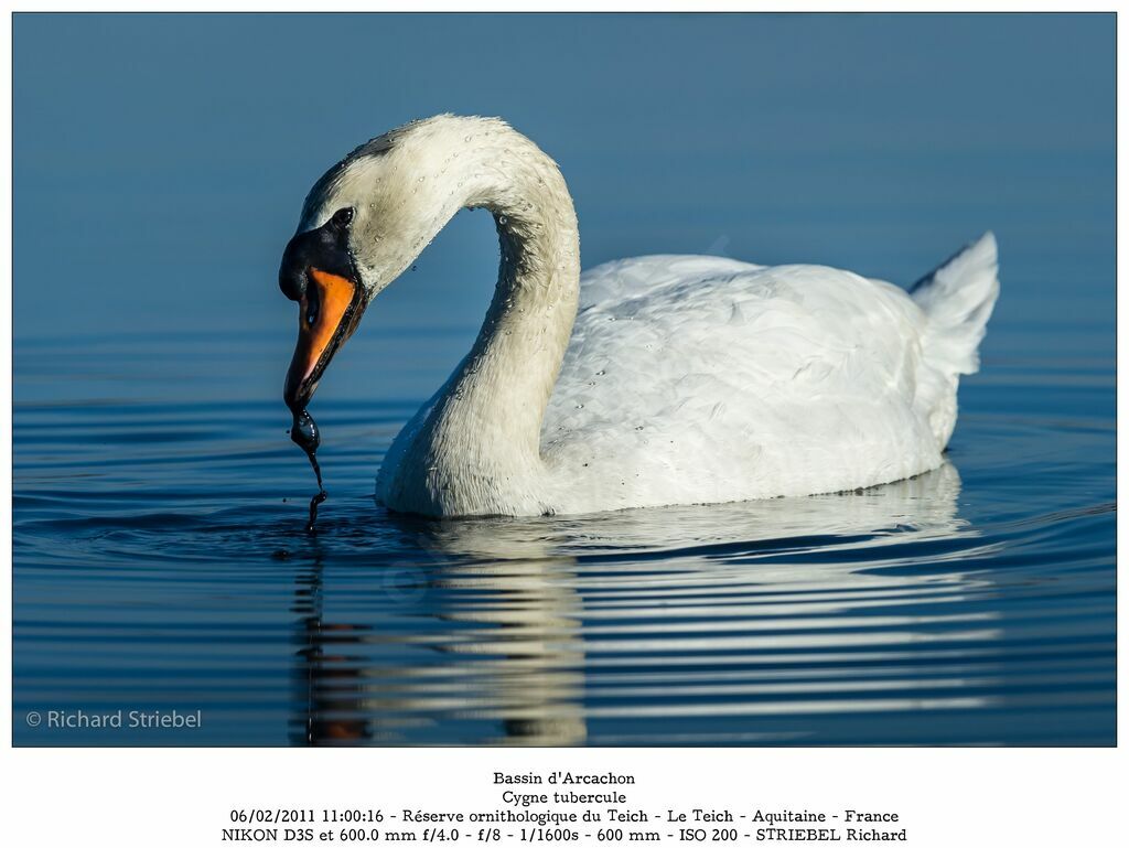 Cygne tuberculéadulte