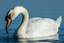 Cygne tuberculé