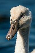 Mute Swan