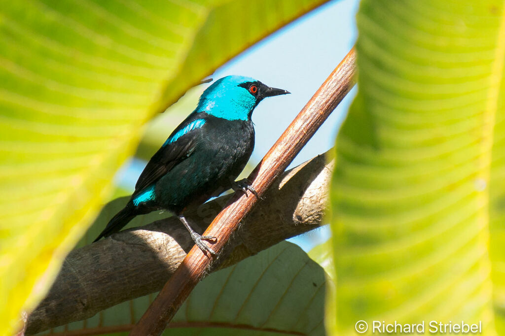 Dacnis à cuisses rouges