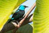 Dacnis à cuisses rouges