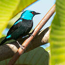 Dacnis à cuisses rouges