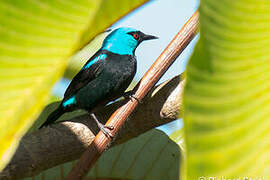 Scarlet-thighed Dacnis