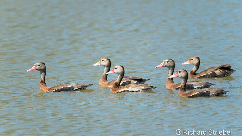 Dendrocygne à ventre noir