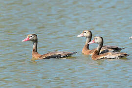 Black-bellied Whistling Duck