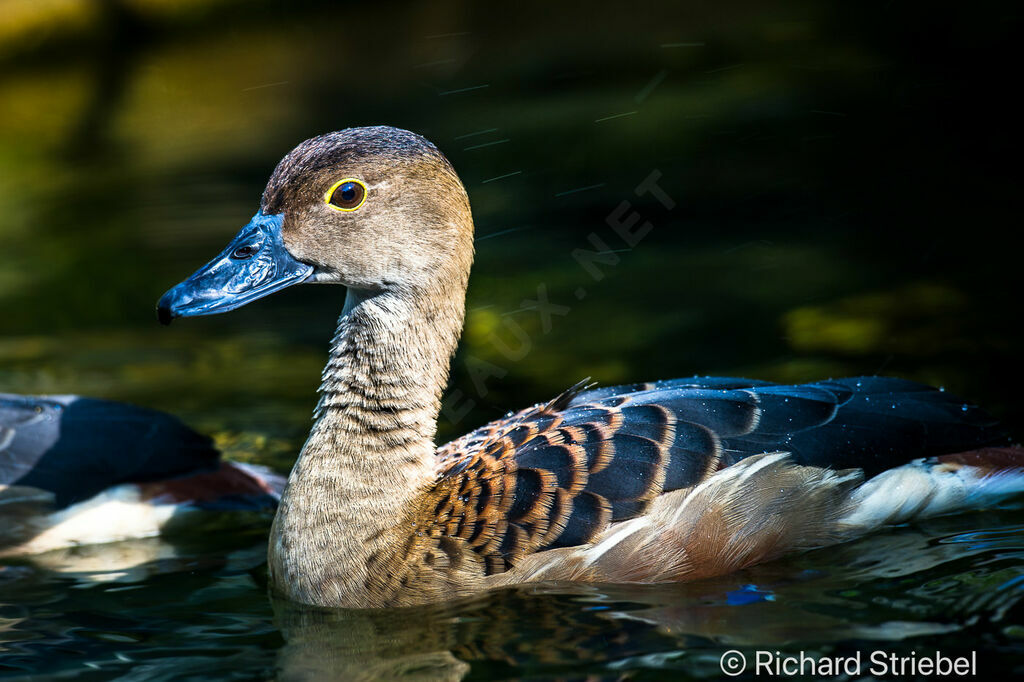 Lesser Whistling Duck