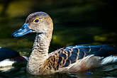 Dendrocygne siffleur