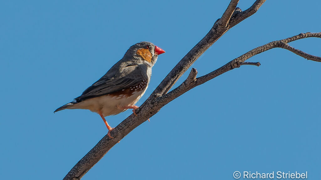 Diamant mandarin