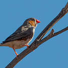 Diamant mandarin
