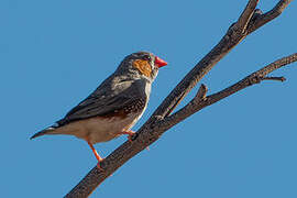 Sunda Zebra Finch