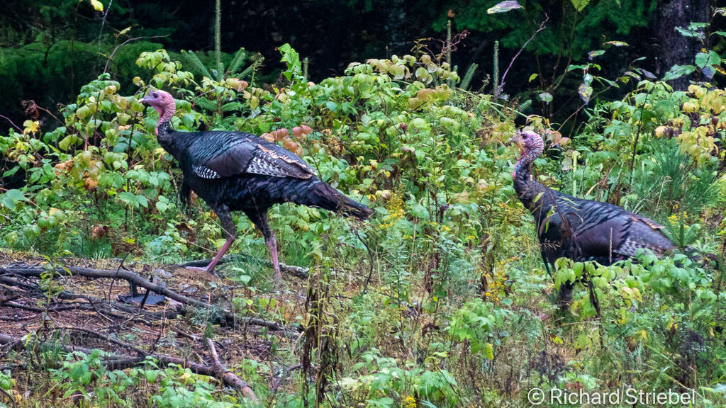 Wild Turkey