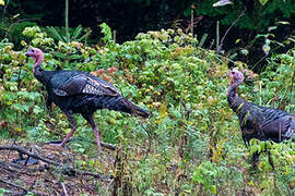 Wild Turkey