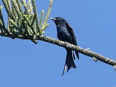 Drongo brillant