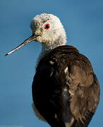 Black-winged Stilt