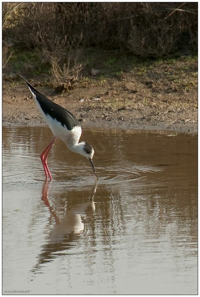 Black-winged Stilt