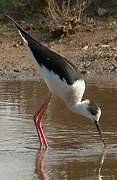 Black-winged Stilt