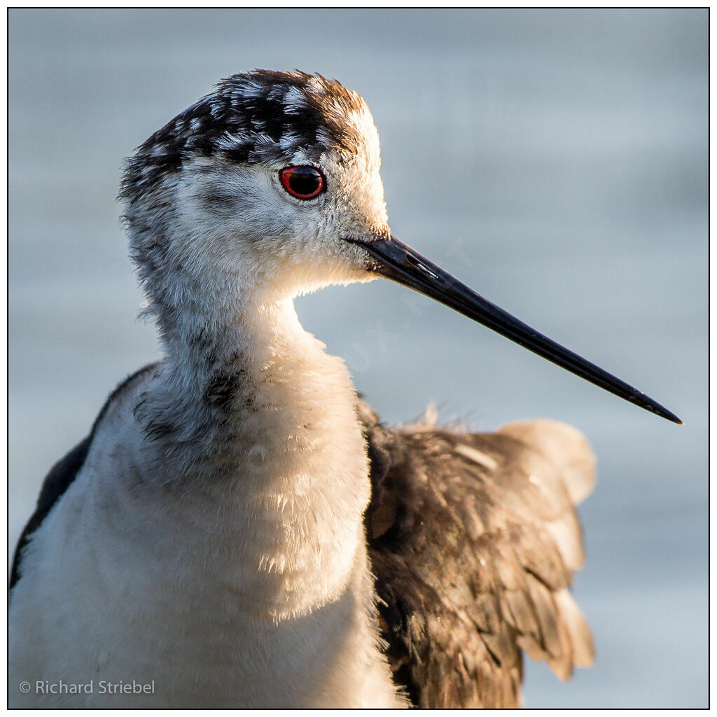 Échasse blanche, identification