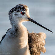 Black-winged Stilt