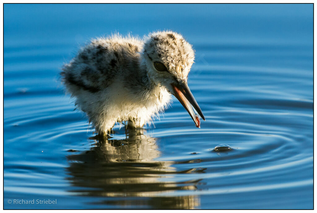 Black-winged Stiltjuvenile