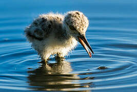 Black-winged Stilt