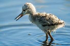 Black-winged Stilt