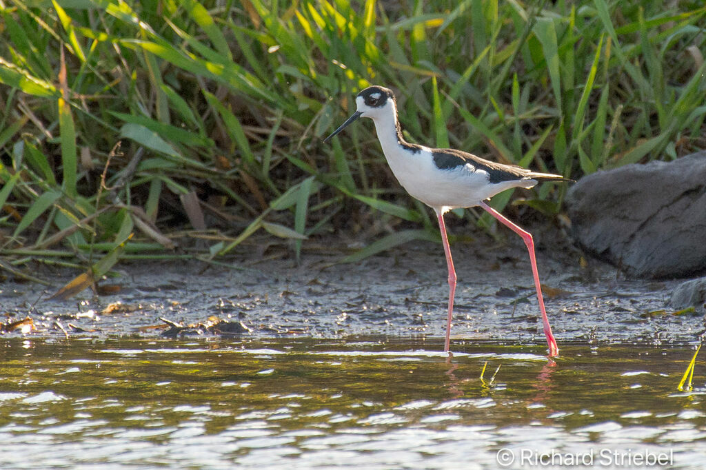 Black-necked Stilt