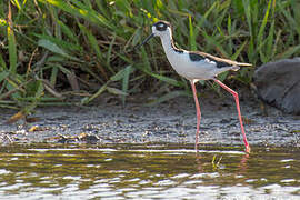 Black-necked Stilt