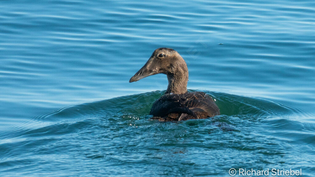 Common Eider