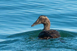 Common Eider