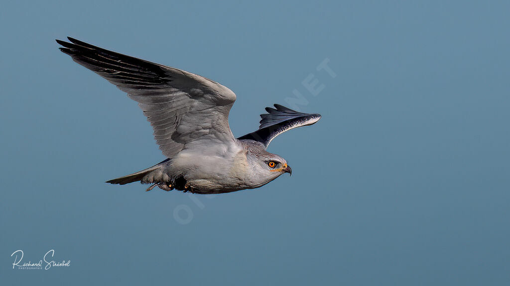 Black-winged Kiteadult, Flight, feeding habits