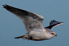 Black-winged Kite