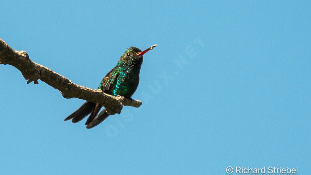 Canivet's Emerald