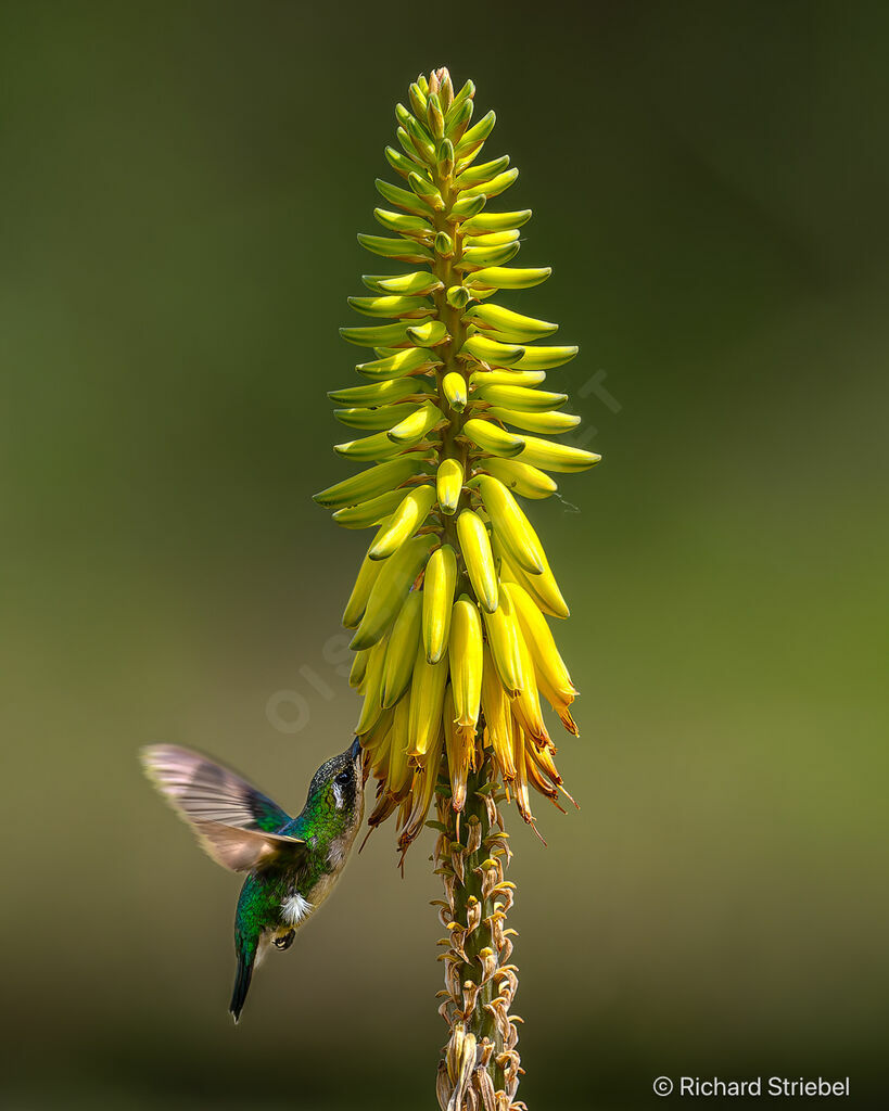 Western Emerald