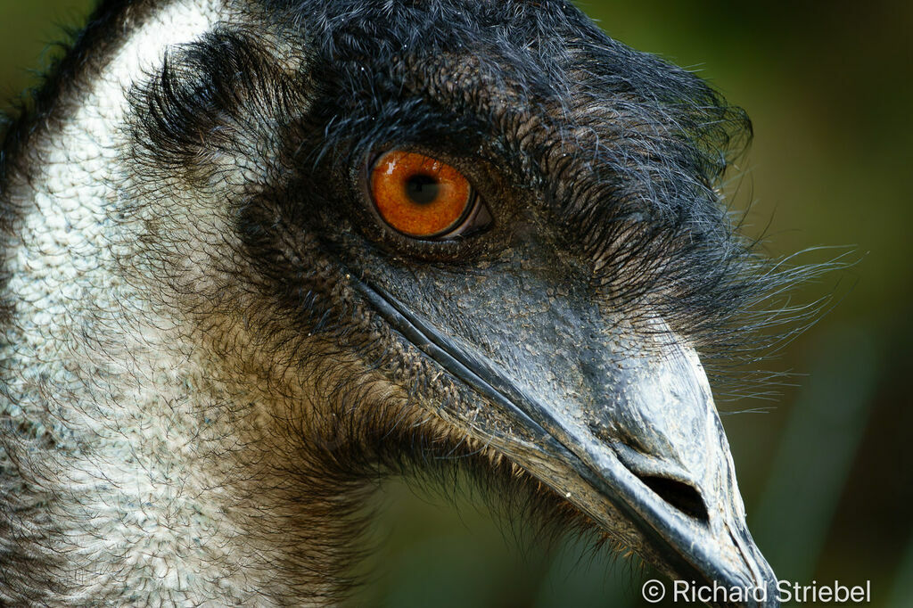 Emu