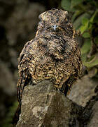 Lyre-tailed Nightjar