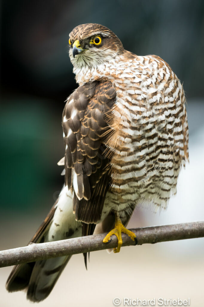 Eurasian Sparrowhawk