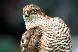 Eurasian Sparrowhawk