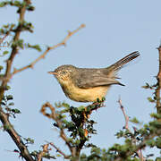 Burnt-necked Eremomela