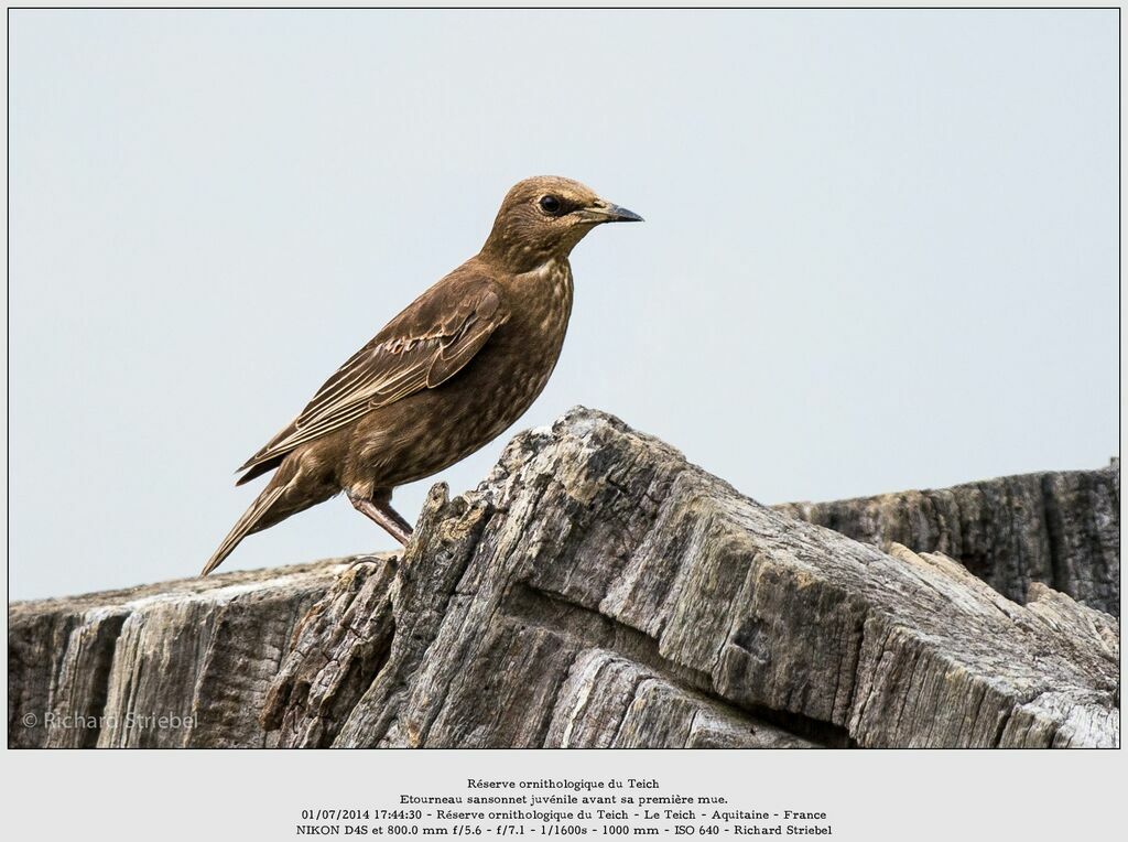 Common Starlingjuvenile