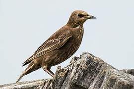 Common Starling